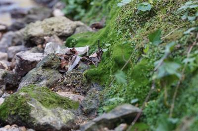 <i>Lunularia</i>