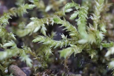 <i>Brachythecium rivulare</i>