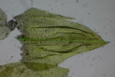 <i>Brachythecium rivulare</i>