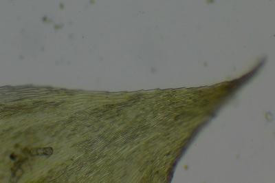 <i>Brachythecium rivulare</i>