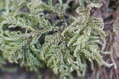 <i>Thamnobryum alopecurum</i>