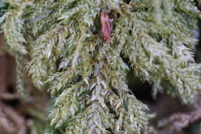 <i>Thamnobryum alopecurum</i>