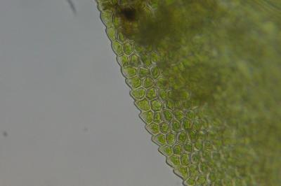<i>Fissidens taxifolius</i>