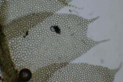 <i>Lophocolea bidentata</i>