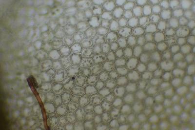 <i>Lophocolea bidentata</i>