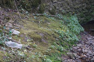 <i>Lophocolea bidentata</i>