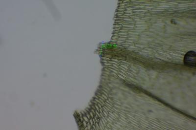 <i>Brachythecium rutabulum</i>