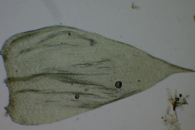 <i>Brachythecium rutabulum</i>