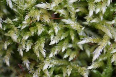 <i>Brachythecium rutabulum</i>