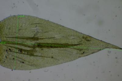 <i>Brachythecium rutabulum</i>