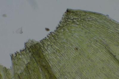 <i>Brachythecium rutabulum</i>