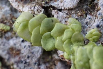 <i>Radula complanata</i>