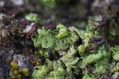 <i>Radula complanata</i>