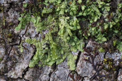 <i>Radula complanata</i>