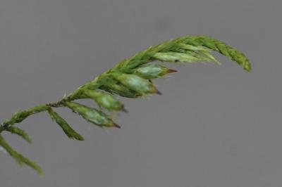 <i>Cryphaea heteromalla</i>