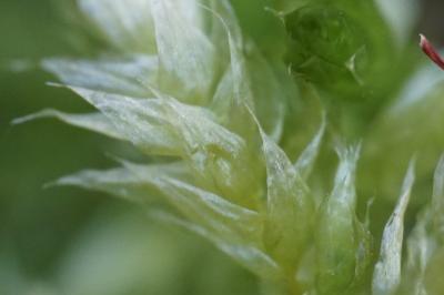 <i>Brachythecium</i>
