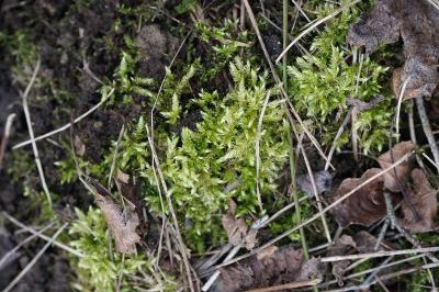 <i>Brachythecium</i>
