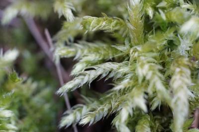 <i>Brachythecium</i>