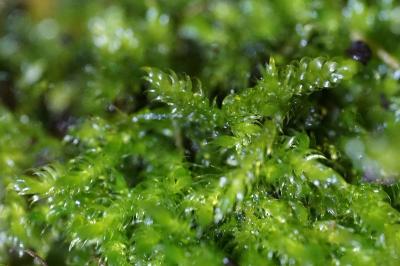 <i>Hypnum cupressiforme</i>