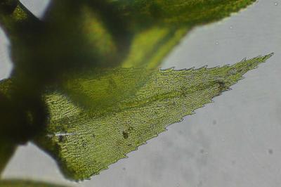<i>Kindbergia praelonga</i>