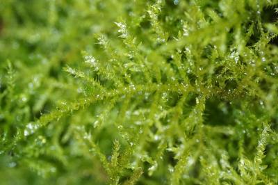 <i>Kindbergia praelonga</i>