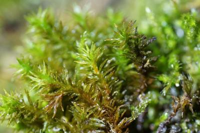 <i>Pulvigera lyellii</i>
