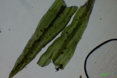 <i>Pulvigera lyellii</i>
