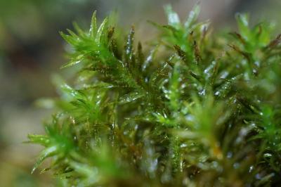 <i>Pulvigera lyellii</i>