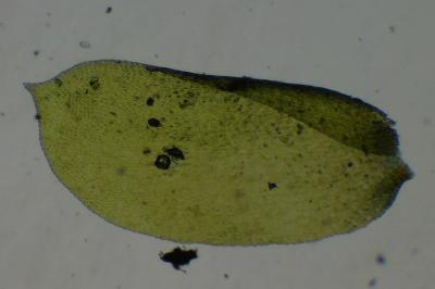 Homalia trichomanoides