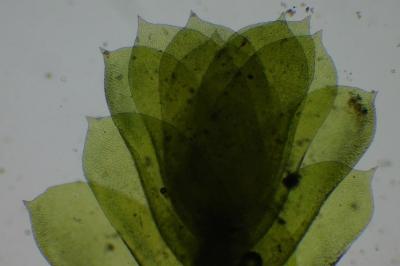 Homalia trichomanoides
