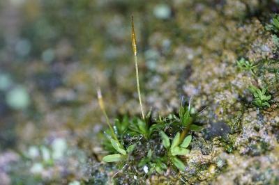 <i>Tortula muralis</i>