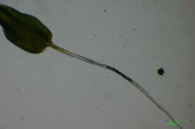 <i>Tortula muralis</i>