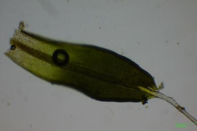 <i>Tortula muralis</i>
