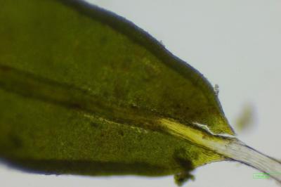 <i>Tortula muralis</i>
