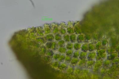 <i>Encalypta streptocarpa</i>
