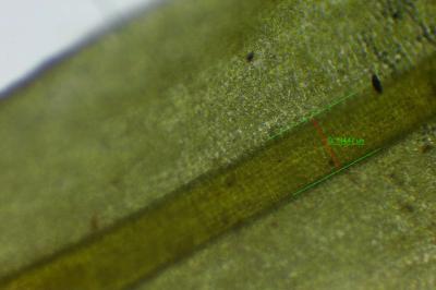 <i>Encalypta streptocarpa</i>