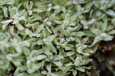 <i>Encalypta streptocarpa</i>