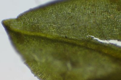 <i>Encalypta streptocarpa</i>
