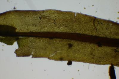 <i>Encalypta streptocarpa</i>