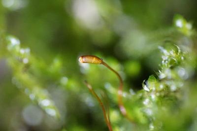 <i>Hypnum cupressiforme</i>
