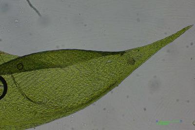 <i>Hypnum cupressiforme</i>