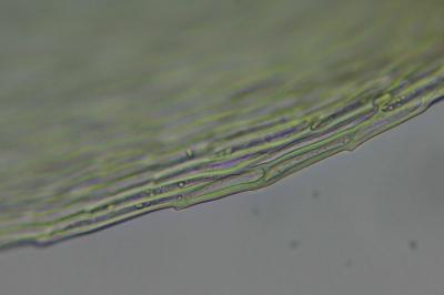 <i>Homalothecium lutescens</i>