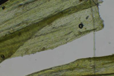 <i>Homalothecium lutescens</i>