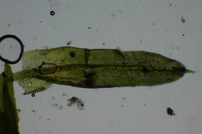<i>Barbula unguiculata</i>