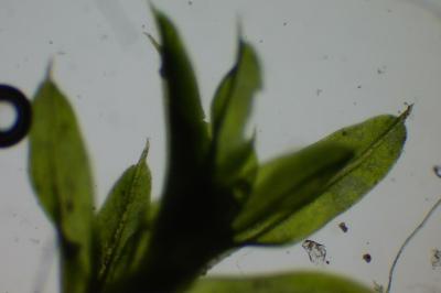 <i>Barbula unguiculata</i>