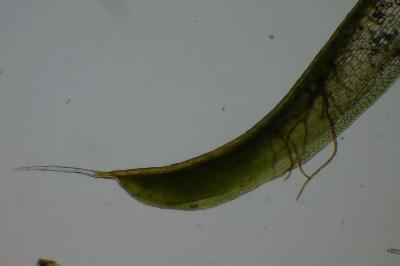 <i>Syntrichia laevipila</i>