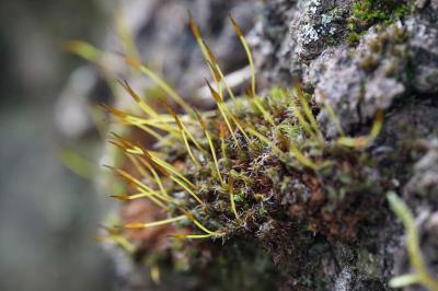 <i>Syntrichia laevipila</i>
