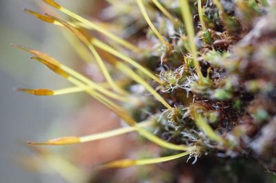 <i>Syntrichia laevipila</i>