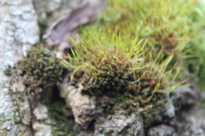 <i>Syntrichia laevipila</i>