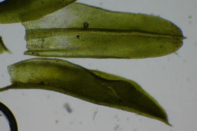 <i>Barbula unguiculata</i>